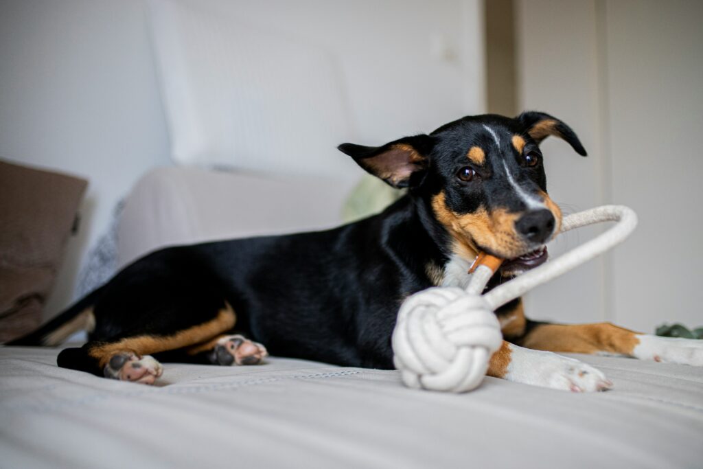 Rope chew toy
