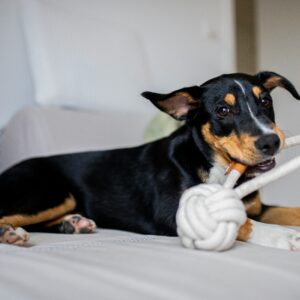 Rope chew toy