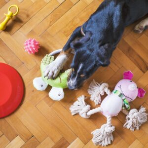 Dog Toys